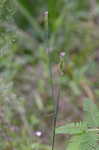 Procession flower